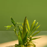 Palm Grove Hydraglow Body Serum